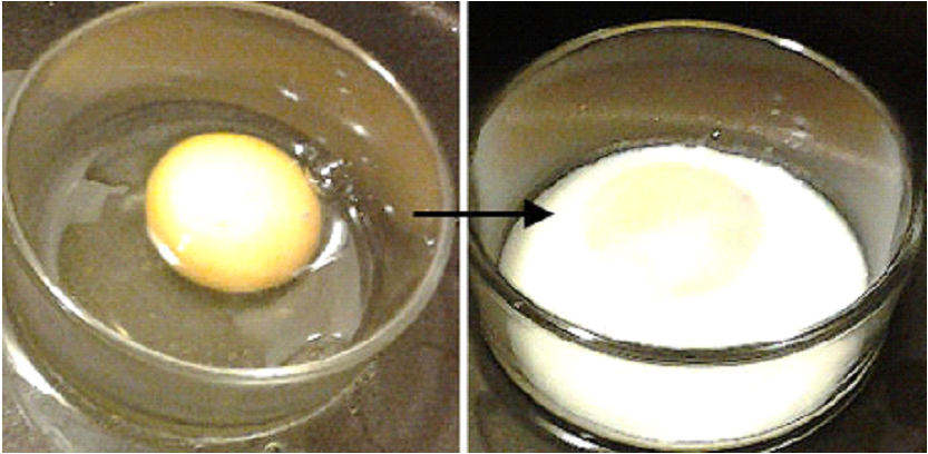 A fresh egg with clear albumin protein and a cooked egg where the albumin has been denatured.png